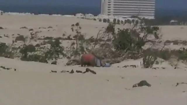 XXX بدون ثبت نام دو الکسی تگزاس سوپر سر